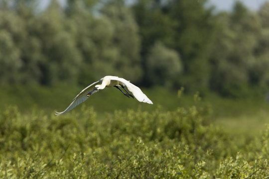 Spoonbill (Platalea leucorodia) in flight over Krapje dol heronry, near Krapje village, Lonjsko Polje Nature Park, Ramsar Site, Sisack-Moslavina county, Slavonia region, Posavina area, Croatia, June 2009