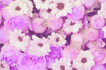 Roses and white daisy flowers for background