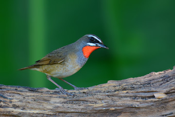 Siberian Rubythroat Bird