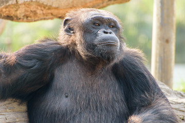 close up face  of a male chimpanzee