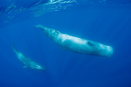 Two Sperm whales (Physeter macrocephalus) Pico, Azores, Portugal, June 2009