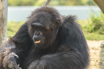 close up face  of a male chimpanzee
