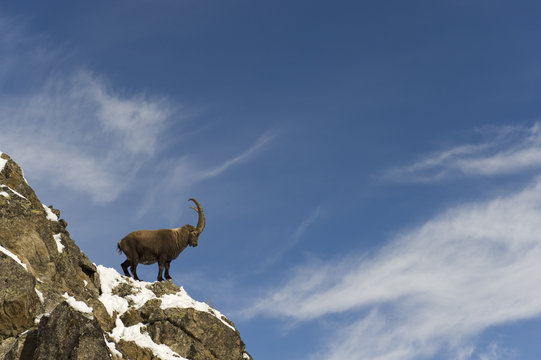 Alpine ibex standing on cliff top in snow, Italy