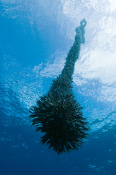 Gooseneck barnacles (Lepas anatifera) on a drifting rope, Pico, Azores, Portugal, June 2009