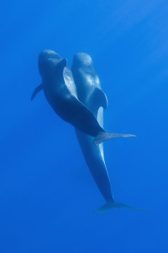 Two Short-finned pilot whales (Globicephala macrorhynchus) Pico, Azores, Portugal, June 2009