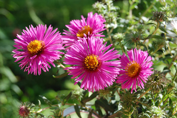 Fototapeta premium Beautiful aster flower