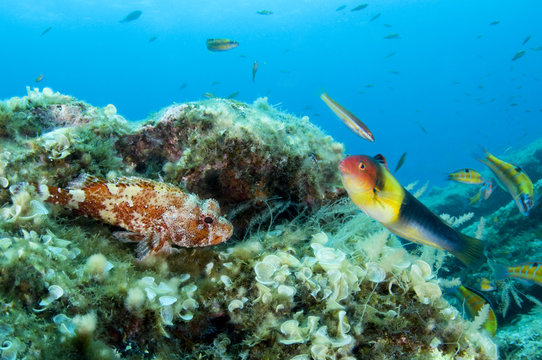 Scorpionfish (Scorpaena maderensis) watching a Rainbow wrasse (Coris julis) Faial, Azores, Portugal, July 2009