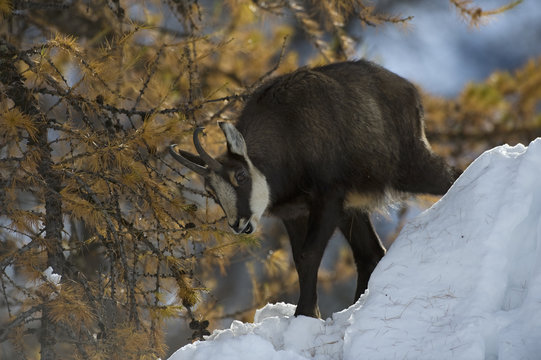 Chamois (Rupicapra rupicapra) grazing on larch leaves in snow, Gran Paradiso National Park, Italy, November 2008