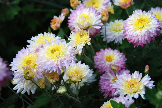Beautiful chrysanthemum flower
