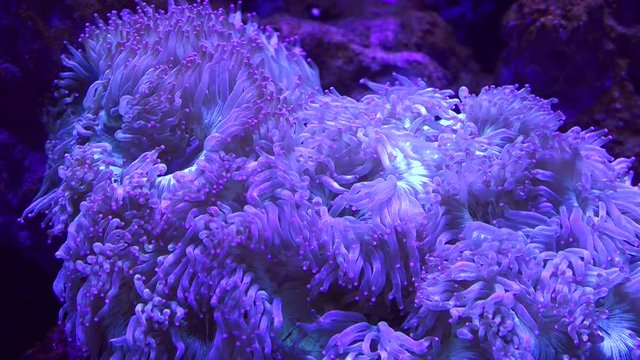 Sebae anemone