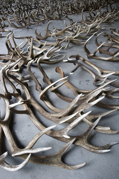 Red deer antlers (Cervus elaphus) collected for statistical analysis of health of deer stags, Oostervaardersplassen, Netherland, June 2009