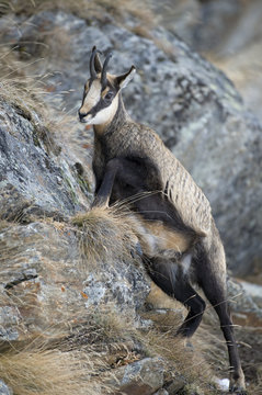 Chamois (Rupicapra rupicapra) climbing up steep slope, Gran Paradiso National Park, Italy, November 2008