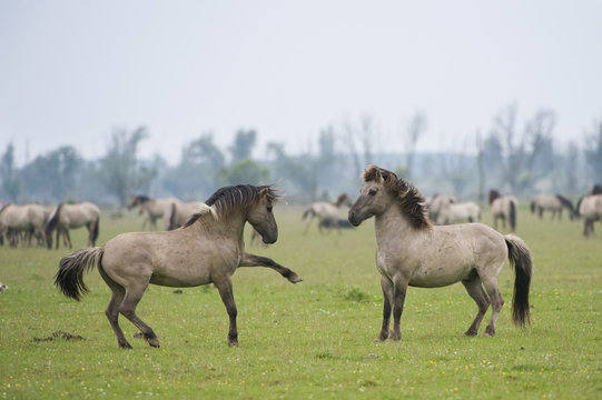 Konik horse, stallions squaring up ready to fight, Oostvaardersplassen, Netherlands, June 2009