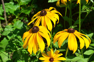 Yellow rudbeckia flower