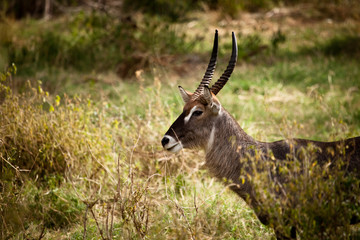 Waterbuck