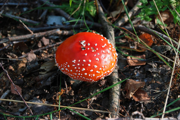 Amanita muscaria mushrom