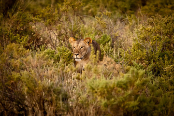 Lioness