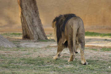 Naklejka premium back of lion walking in zoo