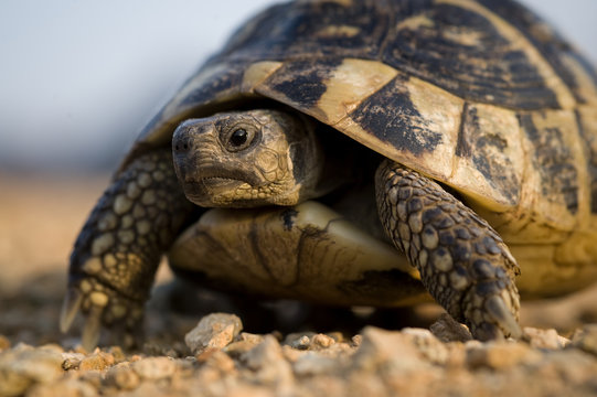 Hermann's tortoise (Testudo hermanni) portrait, near Meteora, Greece, October 2008