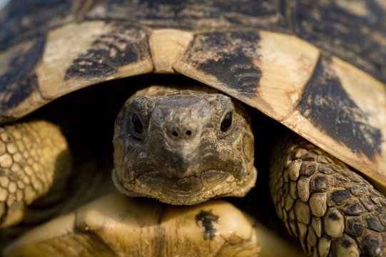 Hermann's tortoise (Testudo hermanni) portrait, near Meteora, Greece, October 2008
