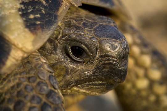 Hermann's tortoise (Testudo hermanni) portrait, near Meteora, Greece, October 2008
