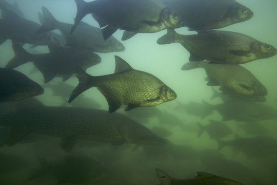 Bream (Abramis brama) and Pike (Esox lucius)shoal in a calm part of the Rhine, Schaffhausen, Switzerland, March 2009