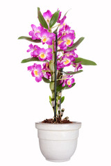 Fototapeta premium Dendrobium nobile, Traubenorchidee