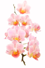 Obraz na płótnie Canvas Phalaenopsis Orchidee