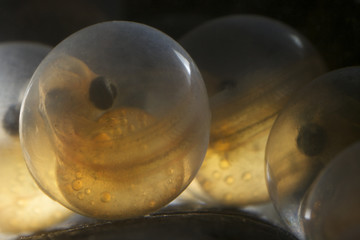 European grayling (Thymallus thymallus) eggs, 17 days, from Lake Thun, Switzerland, captive, April 2009