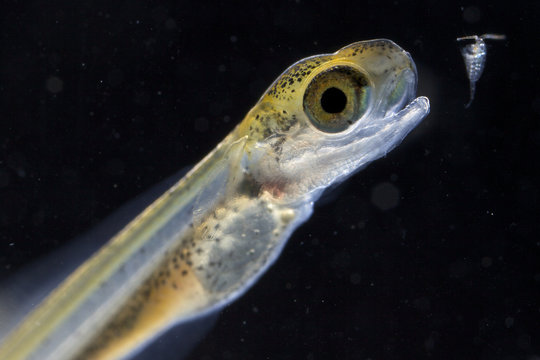 European grayling (Thymallus thymallus) alevin, 13 days, feeding on zooplankton, from Lake Thun, Thun, Switzerland, captive, April 2009 Wild Wonders kids book.