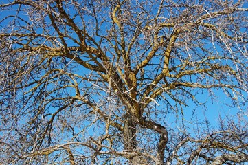 Almendro en invierno