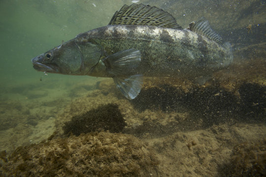 Male Zander / Pikeperch (Sander / Stizostedion lucioperca) defending nest, calm part of the Rhine, Schaffhausen, Switzerland, May 2009