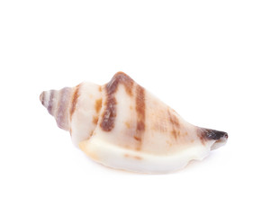Sea shell isolated