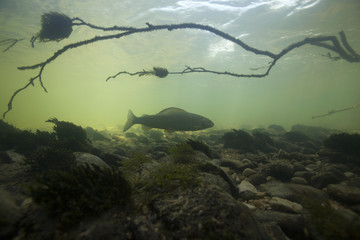 European grayling (Thymallus thymallus) Ain river, France, June 2009