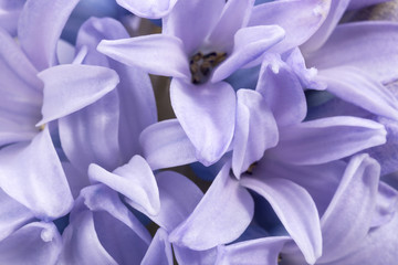Spring flowers of Hyacinth on white  background, close up