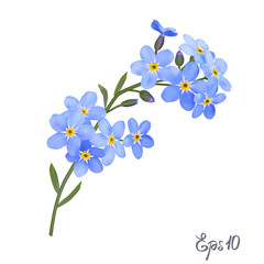 Branch of blue forget-me-not flowers. - 137893711