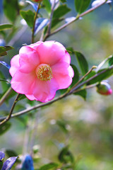 Obraz premium Pink Camellia flower,beautiful pink flower and buds with raindrops blooming in the garden 
