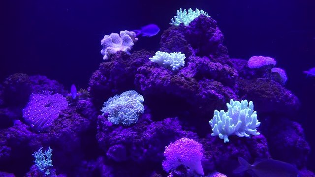 Tropical fish swim in coral reef