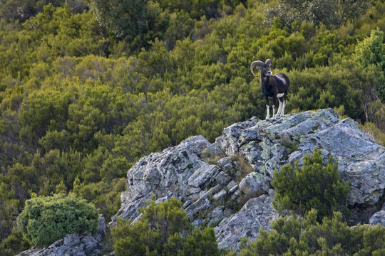 Male Mouflon (Ovis musimon) standing on rock, Gennargentu National Park, Sardinia, Italy, November 2008