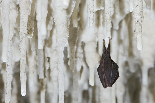 Lesser Horseshoe Bat (Rhinolophus hipposideros)  hibernating amongst stalactites, Grotta Monte Majore, Gennargentu NP, Sardinia, November 2008