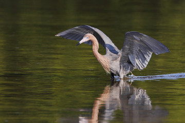 Reddish Egret (Egretta rufescens) with wings spread fishing in shallow water, Ding Darling NWR, Florida, USA