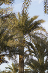 Fototapeta na wymiar palm trees with sky background