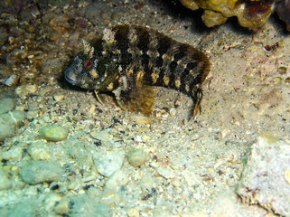 Obraz na płótnie Canvas Beautiful Black scorpionfish in sea cave in croatia