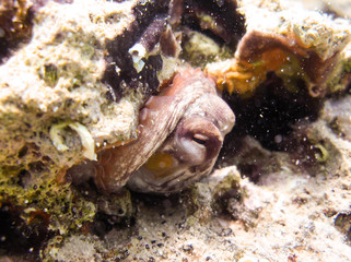 Fototapeta na wymiar Dramatic under water shot of octupus fighting with diver in croatia