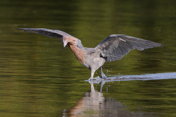 Reddish Egret (Egretta rufescens) with wings spread fishing in shallow water, Ding Darling NWR, Florida, USA
