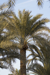 Fototapeta na wymiar palm trees with sky background