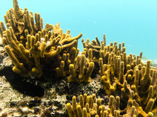 Beautiful yellow coral chimneys in croatian sea