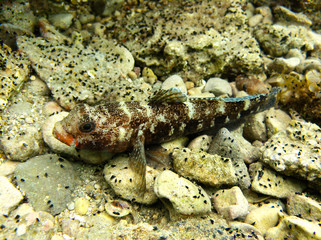 Beautiful Black scorpionfish in sea cave in croatia