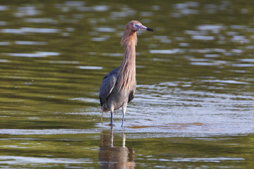 Reddish Egret (Egretta rufescens) standing in shallow water, Ding Darling NWR, Florida, USA