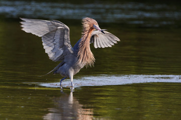 Reddish Egret (Egretta rufescens) with wings spread fishing in shallow water, Ding Darling NWR, Florida, USA